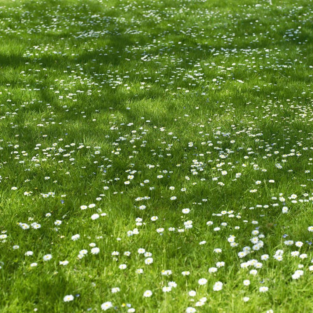 daisy grass ss