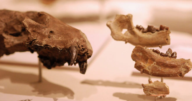 dog ancestry fossils better