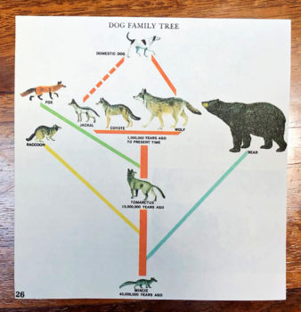 dog family tree