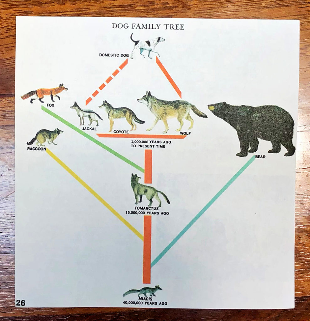 1b1 Artificial Selection