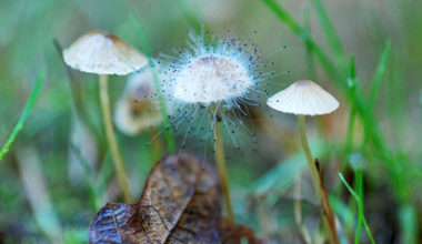 fluffy fungus small b