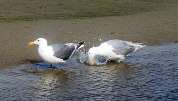 gulls eating small 1