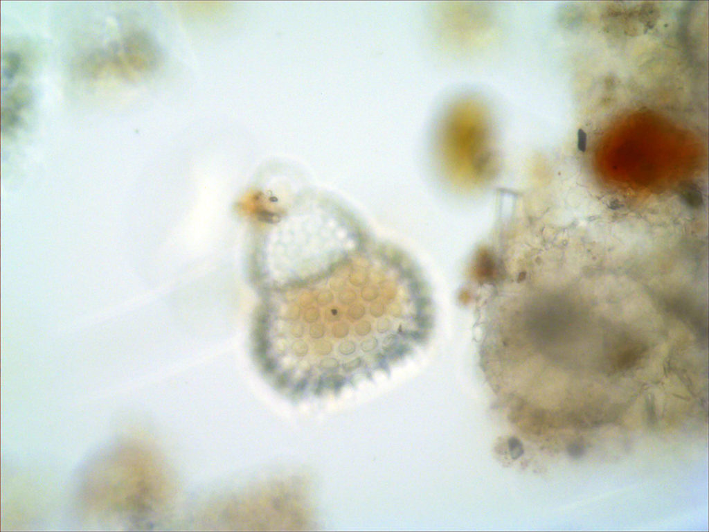 A small protist, from the Kingdom that gave rise to animals and remains abundant in aquatic habitats.