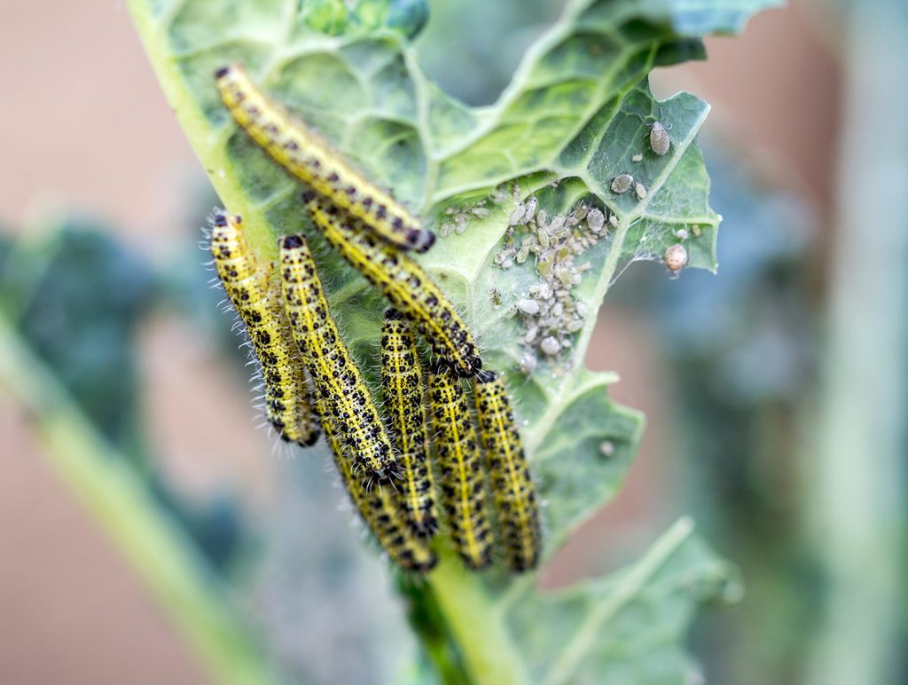 Adults mate near, and lay eggs on, specific host plants that larvae need to eat to survive.