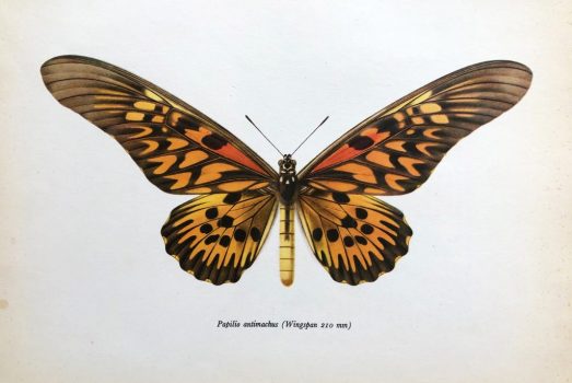 illustration butterfly