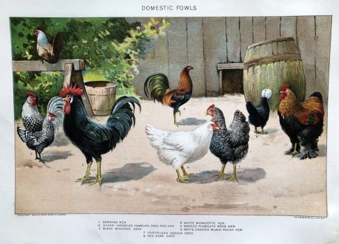 illustration chickens