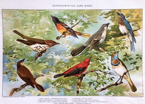 illustration song birds