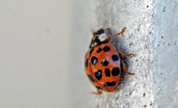 Small lady beetle (ladybug) adults can eat dozens of aphid plant parasites a day.  Birds and spiders can reduce disease-carrying mosquito populations.