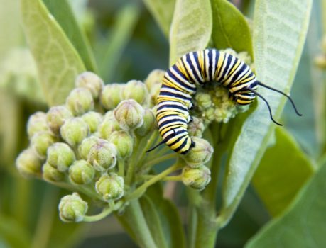 monarch milkweed