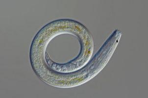 Microscopic Roundworms