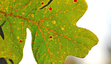 oak leaf silhouette small