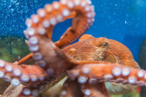 The "suction cups" on the arms don't just touch, they also have chemoreceptors for taste.