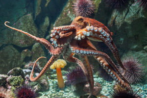 Octopuses can recognize and distinguish between different shapes and patterns.