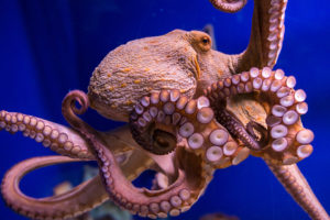 Octopuses have the largest brain to body mass ratio of any invertebrate.