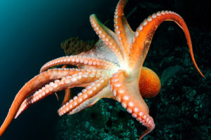 About 2/3 of the octopuses neurons are located in their arms, and these nervous cells can control arm movements without brain involvement.