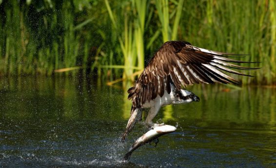 Direct evidence is actually experiencing a phenomenon as it occurs, for example, watching an osprey catch a fish or smelling the scent of a skunk.  This is taking in sensory information as a form of evidence.