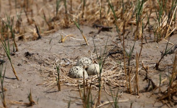 Plover nest on sand