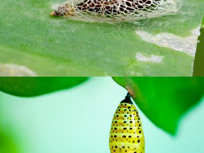 Moths have a silk cocoon; butterflies have a harder chrysalis.