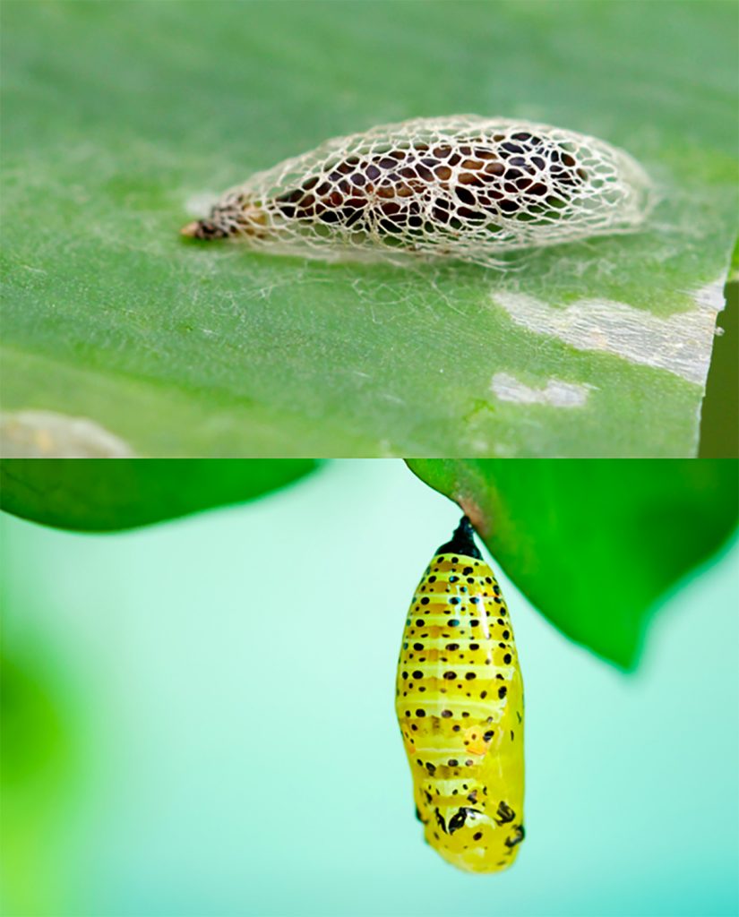 Moths have a silk cocoon; butterflies have a harder chrysalis.