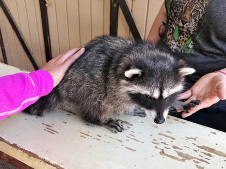 raccoon petting