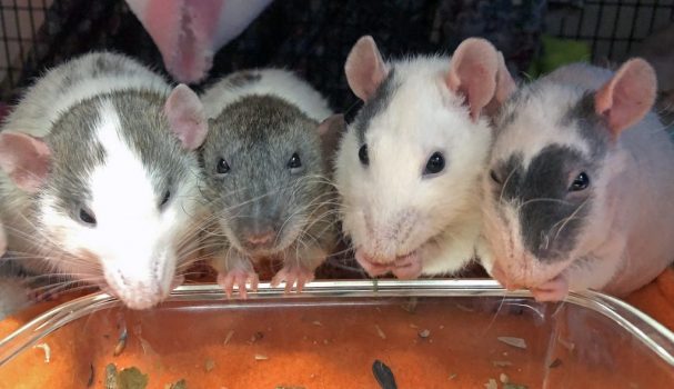 rats at food bowl