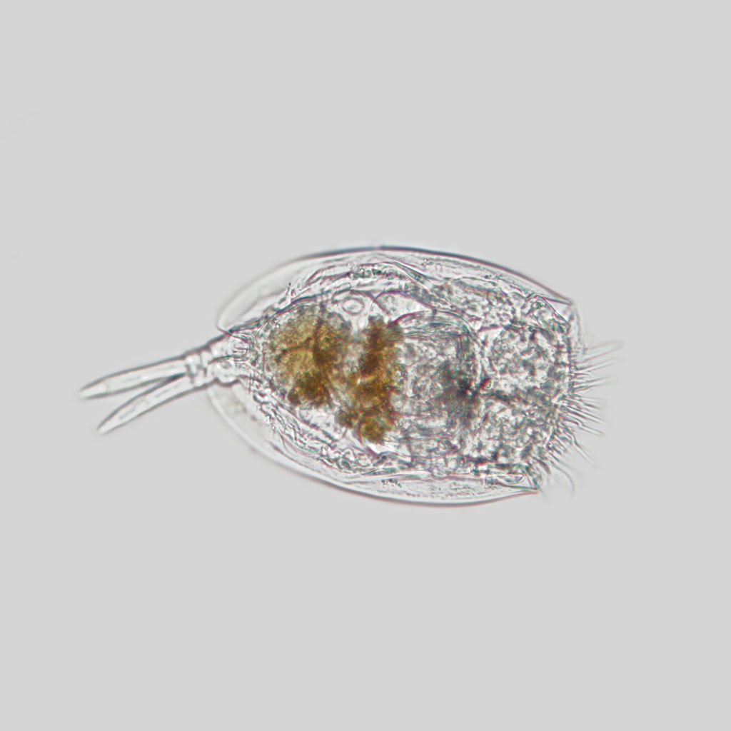 600x Rotifers use a ring of little hair-like cillia (right side of photo) to undulate and propel them through the water.