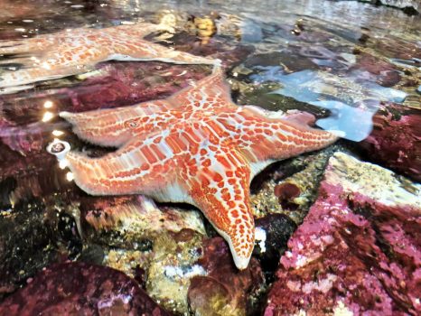 sea star touch pool