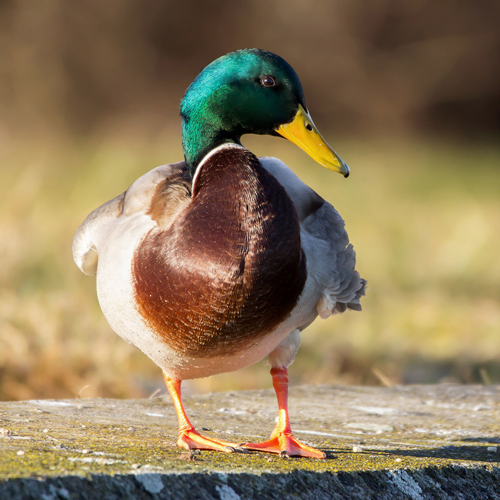 Includes many of the waterbird species, including ducks, geese, and swans.