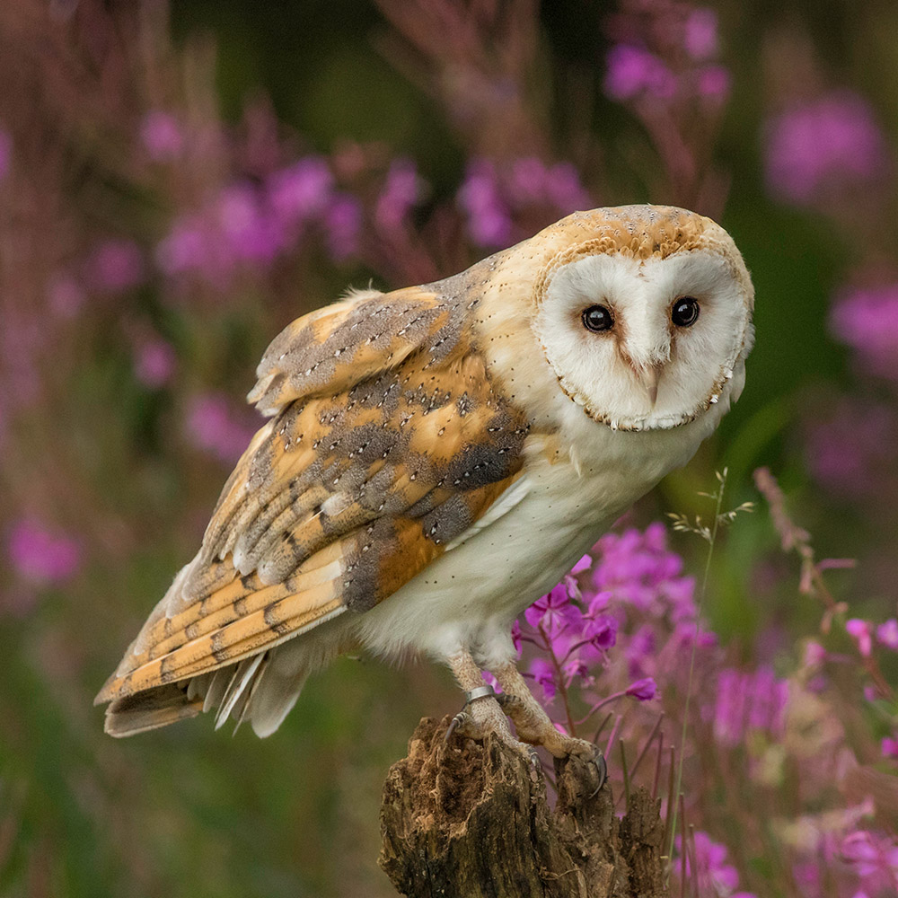 Unique body form and binocular vision, these are the owls.