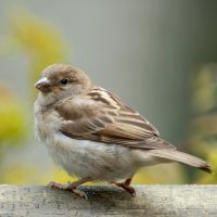 These are the perching birds, sometimes called the "songbirds." These account for over half of all bird species. Sparrows, finches, crows, and more.