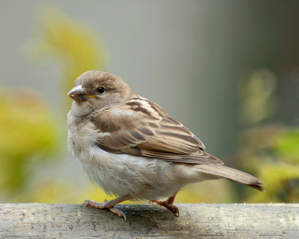 These are the perching birds, sometimes called the "songbirds." These account for over half of all bird species. Sparrows, finches, crows, and more.