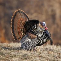 Large ground-feeding birds that are significant to humans. Includes turkeys, quail, pheasants, and chickens.