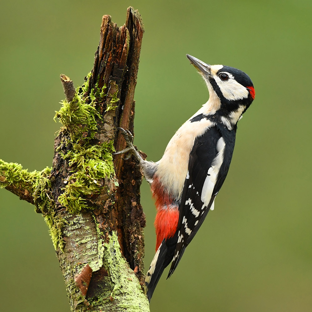 Parrot-like feet that used to hang on to vertical surfaces, this order includes the woodpeckers.