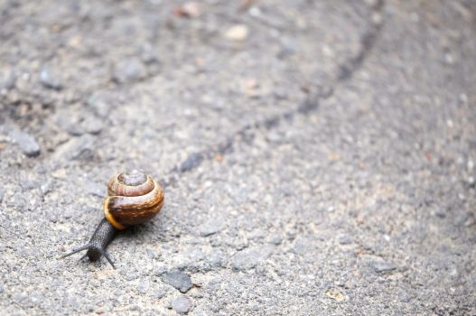 snail mucus trail