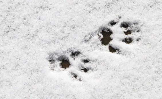 Indirect Evidence is collecting traces and objects created by something that happened at another time or place.  Finding an animal track is indirect evidence that an animal was in the location.