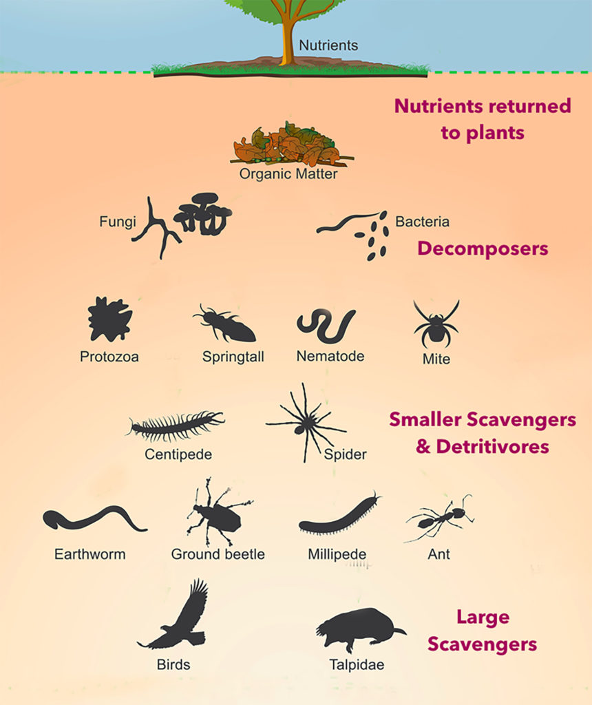 2p1-soil-animals-biotas