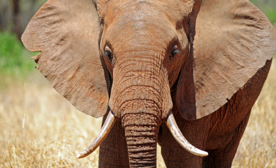 Elephants not only use their large ears for exceptional hearing, they also flap them to dissipate heat.