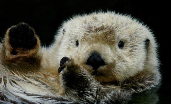 Sea otters continually groom their thick hair, maintaining an intact thermal barrier.