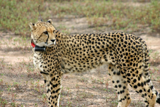 tracking cheetah
