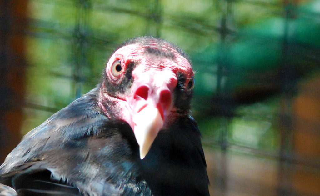turkey vulture b small 1