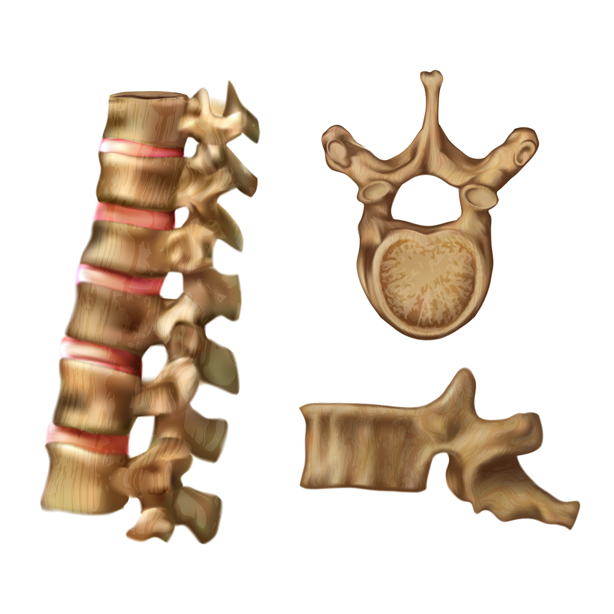 human-body-muscles-functions-classification-and-significance-pelajaran