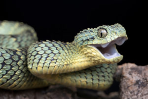 Some snakes, particularly the vipers, can detect infrared thermal radiation.