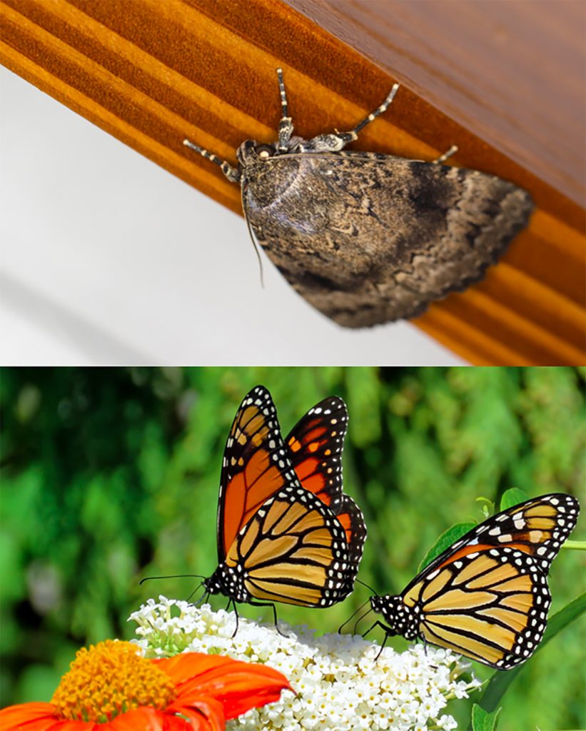 Moths often fold their wings over the body; butterflies often fold wings in an upright position.