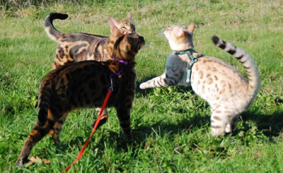 Bengal cats are a new cat breed and still have a great deal of diversity in phenotypes. All three of the boys are brothers, but structurally very different.