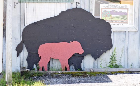 Even in regions that no longer have buffalo herds, there are reminders of their cultural impact.