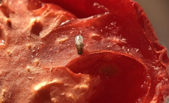 Fruit fly tomato