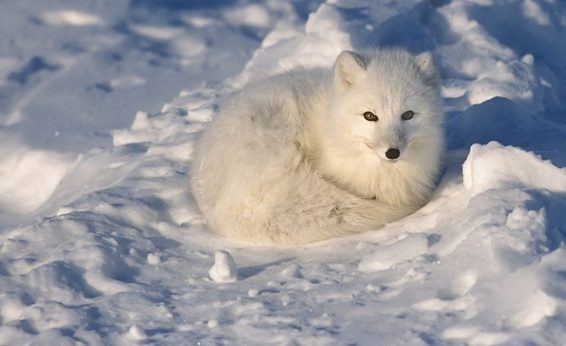 Species in cold ecosystems sometimes have reduced structures, like smaller ears, to decrease exposed surface area.  The arctic fox has the smallest relative ear size of any fox species.