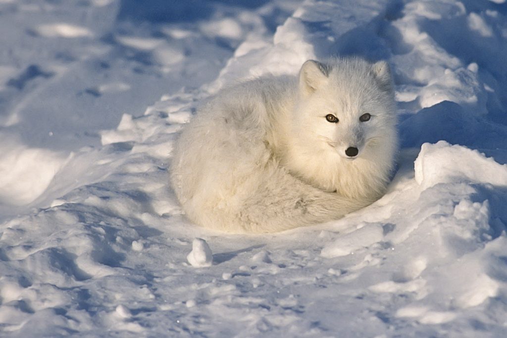 Species in cold ecosystems sometimes have reduced structures, like smaller ears, to decrease exposed surface area.  The arctic fox has the smallest relative ear size of any fox species.