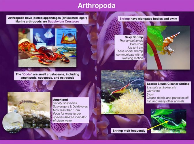 arthropod 1