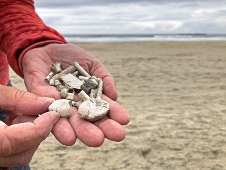 beverly beach fossils hand
